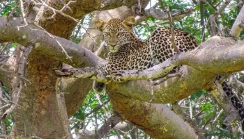 Manyara Tour Packages