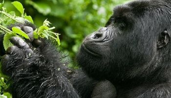 Relish 3 Days Of Gorilla Trekking In Rwanda Tour