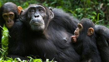 7 Days - 6 Nights Rwanda’s Primate Connect Tour