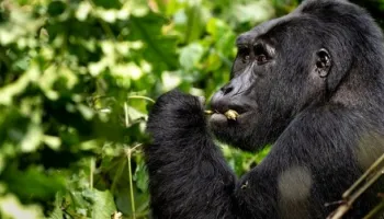 3-Day Gorilla Trek In Uganda Tour