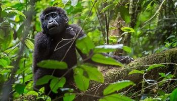 Spend 4 Days Gorilla Trekking In Uganda Tour