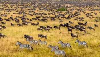 4 Days - 3 Nights Masai Mara Game Reserve Safari Tour