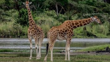 6 Days - 5 Nights Amboseli National Park - Lake Naivasha Area Attractions