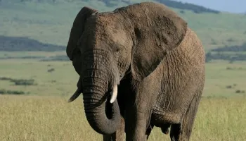 Manyara Tour Packages