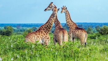 A 10 Day Blend Of Kenya - Tanzania 6 Parks And Reserves - 3 In Each Country