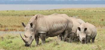 Enjoy This 2-Day Tsavo East National Park Safari From Mombasa