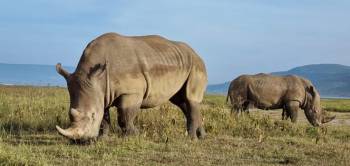 7 Days Nairobi - Masai Mara - Lake Nakuru Safari Package