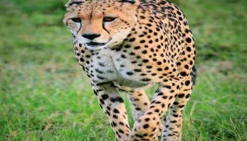 3 Nights 4 Days Maasai Mara