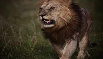 3 Nights 4 Days Maasai Mara