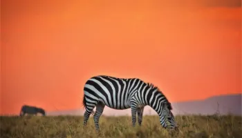 3 Nights 4 Days Maasai Mara