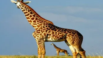 3 Nights 4 Days Maasai Mara