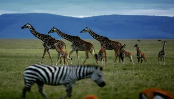 3 Nights 4 Days Maasai Mara