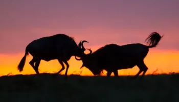 3 Nights 4 Days Maasai Mara