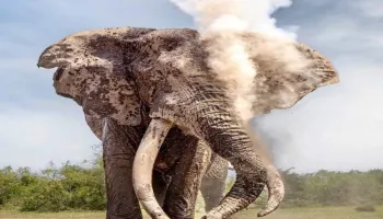 3 Nights 4 Days Maasai Mara