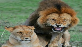 8 Days Kenya Big Five Special