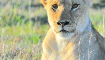 8 Days Kenya Big Five Special