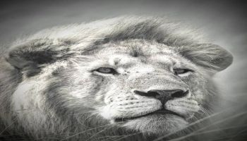 8 Days Kenya Big Five Special