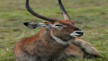 8 Days Kenya Big Five Special