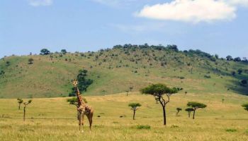 8 Days Kenya Big Five Special