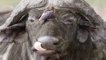 8 Days Kenya Big Five Special