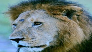 3 Days 2 Nights Masai Mara Safari