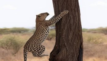 3 Days 2 Nights Masai Mara Safari