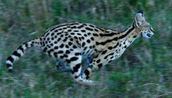 3 Days 2 Nights Masai Mara Safari