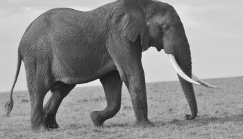 LUXURY 4 DAYS MASAI MARA SAFARI