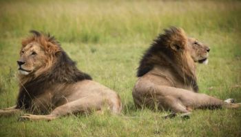 LUXURY 4 DAYS MASAI MARA SAFARI