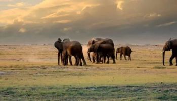 14 Days Kenya - Go South Tour