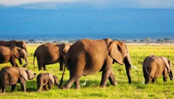 10 Days Kenya Safari Around Mombasa - Beach Tour