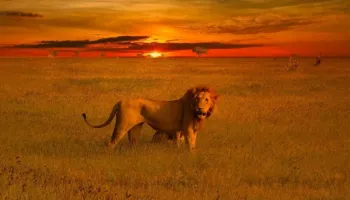 11 Days Kenya Tsavo And Beach Tour