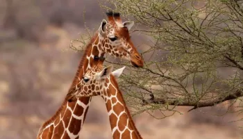 16 Days Kenya - 10 Days Of Game Drives - The Beach Tour