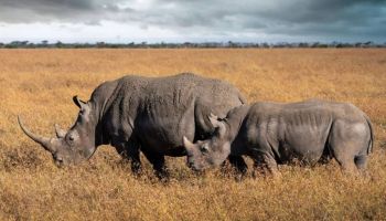 8 Days Kenya Big Five Special Tour