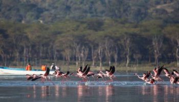 7 Days Kenya Safari In The South Tour