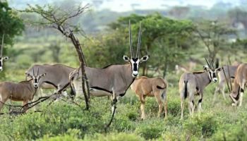 6 Days Kenya Samburu And More Tour