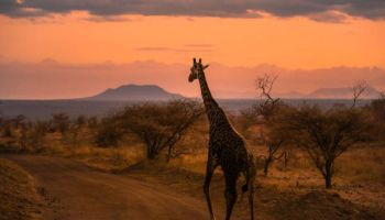 12 Days Southern Parks In Kenya - Wheelchair Friendly