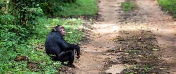 9 Days Uganda - Visiting Gorillas And Chimpanzees Tour