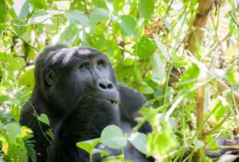 5 Days Uganda - Gorilla Galore Tour