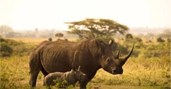 10 Days Uganda - Safari Among Rhinos - Forests And Lakes Tour