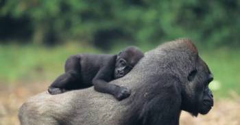 6 Days Uganda - Wildlife Safari - Gorilla Trekking Tour