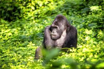 14 Days Uganda - Savannah - Primates Trekking And Nile Adventures Tour