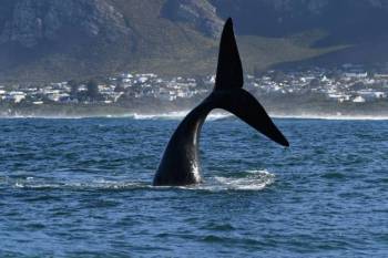 6 Days South Africa - Cape Town - Whales And Wines Tour