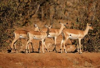 18 Days South Africa - Circling The North With Kruger - Beach Tour