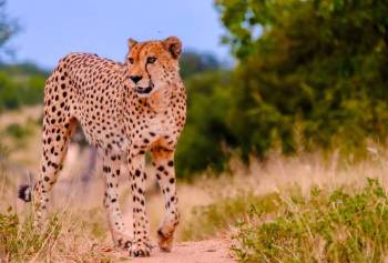 12 Days South Africa - Submerged In Safaris And Nature Tour