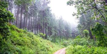 7 Days South Africa -  Jacarandas Safari And Hiking Tour