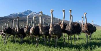 9 Days South Africa - Klein Karoo - Two Oceans Tour