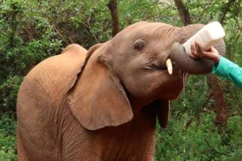 Meet Adopted Baby Elephants At Sheldrick Wildlife Trust Tour
