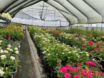 Flower Farm Tour - Lake Naivasha