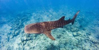 Swimming With Whale Sharks Near Diani Beach Tour